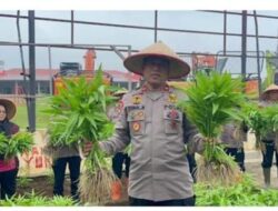 Batalyon C Pelopor Satuan Brimob Polda Sumatera Utara Laksanakan Kegiatan Panen Sayur di lahan Kawasan Rumah Pangan Lestari (KRPL), dilanjutkan dengan Makan bersama di Mess Batalyon C