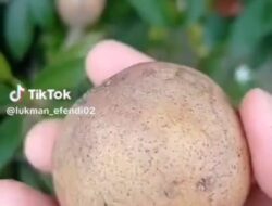 Mengobati Vertigo Cukup Dengan Memaksimalkan Fungsi Lubang Hidung